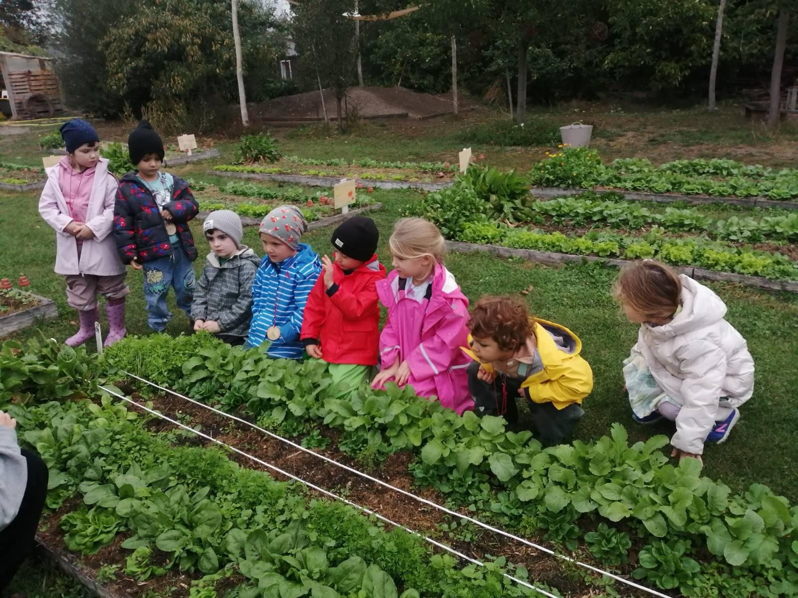 Kinder erkunden gemeinsam ein Gemüsebeet